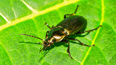 Kupferfarbener Buntgrabläufer_1.jpg